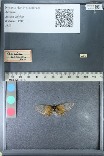 Media type: image;   Entomology 151397